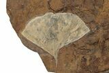 Paleocene Fossil Ginkgo Leaf - North Dakota #270173-1